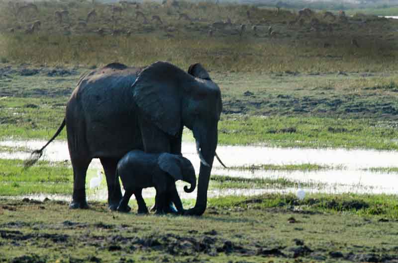 32 - Botswana - elefantes - parque nacional de Chobe